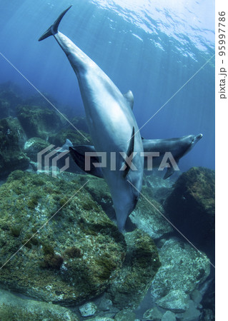 海底にいる野生のイルカ 95997786