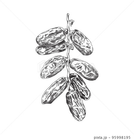 Hand drawn dried dates on branch, sketch vector illustration isolated on white background. 95998195