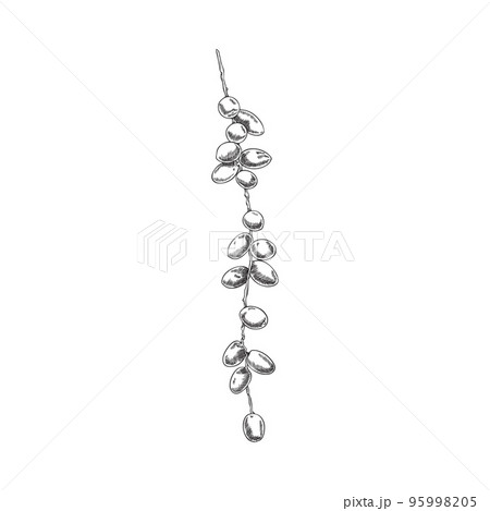 Branch of fresh dates, monochrome sketch vector illustration isolated on white background. 95998205