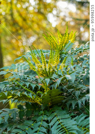 Flowering plant with bright yellow flowers close-up. Mahonia japonica 95998255