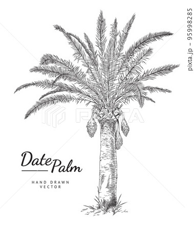 Coconut palm tree sign. vector. pencil sketch imitation. dark gray scribble  icon with dark gray outer contour at gray | CanStock