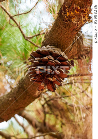 Siberian pine cone on a branch of a wild coniferous tree in the taiga 95998286