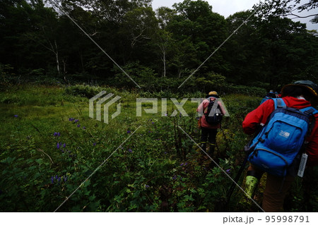 群馬県 奥利根水源の森 田代湿原から花咲湿原に到着 2022年8月28日 群馬県 奥利根水源の森 田代湿原から花咲湿原に到着 2022年8月28日 95998791