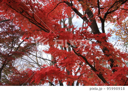 秋の森の紅の木(太閤山ランド ※富山県 射水市) 秋の森の紅の木(太閤山ランド ※富山県 射水市) 95998918
