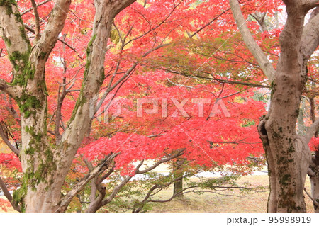 秋の森の公園（太閤山ランド　※富山県 射水市） 95998919