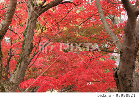 秋の森の公園（太閤山ランド　※富山県 射水市） 95998921