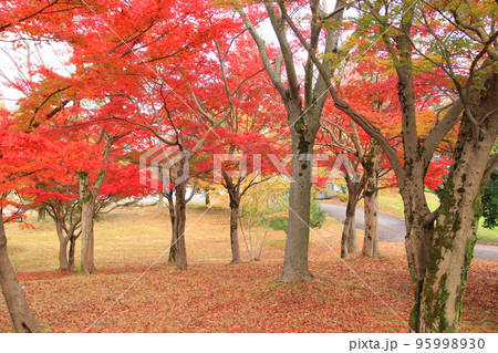 秋の森の公園（太閤山ランド　※富山県 射水市） 95998930