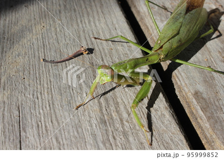 カマキリ 95999852