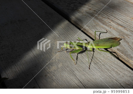 カマキリ 95999853