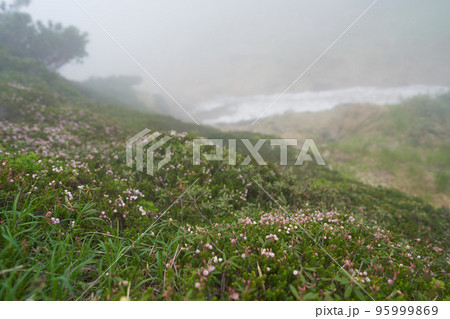 霧が出た登山道の脇にはコエゾツガザクラが可憐な花を咲かせていた 95999869
