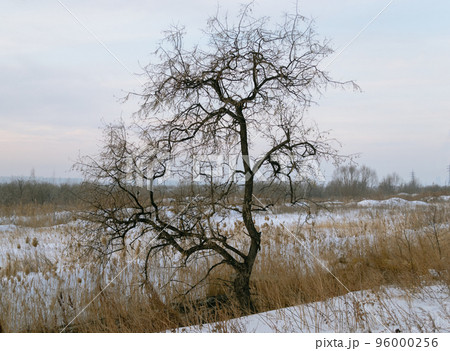 Lonely tree without leaves and dry grass against the backdrop of a winter landscape 96000256