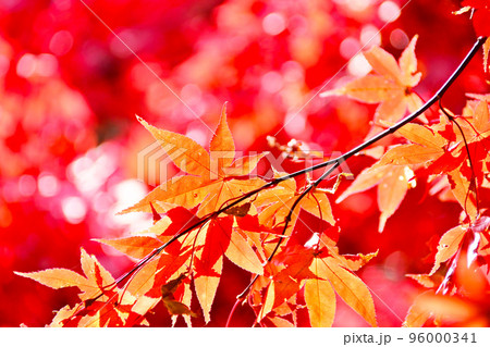 タカドヤ湿地 紅葉 隠れた紅葉スポット タカドヤ湿地 紅葉 隠れた紅葉スポット 96000341