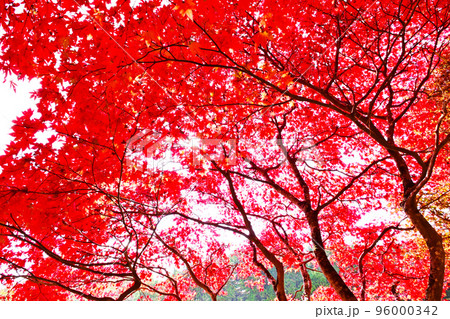 タカドヤ湿地　紅葉　隠れた紅葉スポット 96000342