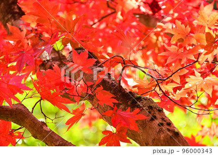 タカドヤ湿地　紅葉　隠れた紅葉スポット 96000343