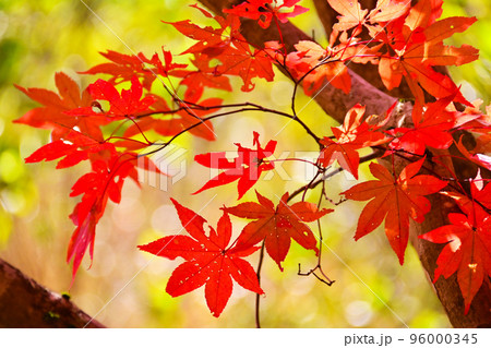 タカドヤ湿地　紅葉　隠れた紅葉スポット 96000345