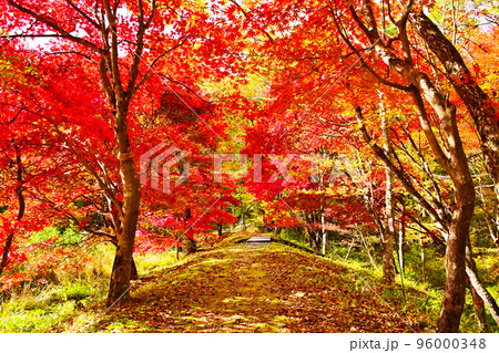 タカドヤ湿地　紅葉　並木道　隠れた紅葉スポット 96000348