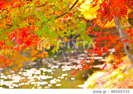 タカドヤ湿地　秋　紅葉　池　隠れた紅葉スポット　 96000350