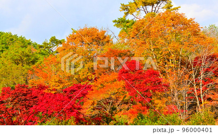 タカドヤ湿地　紅葉　隠れた紅葉スポット 96000401