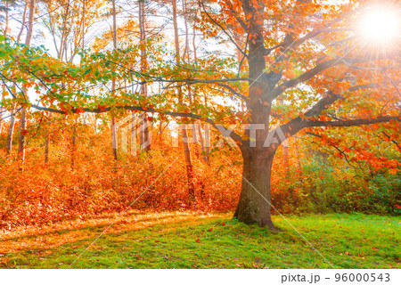 Oak tree with autumn yellow leaves Oak tree with autumn yellow leaves 96000543