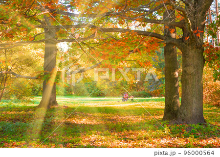 Oak tree with autumn yellow leaves Oak tree with autumn yellow leaves 96000564