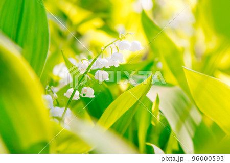 White flowers lily of the valley 96000593