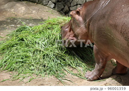 Close up head The Big hippopotamus in garden Close up head The Big hippopotamus in garden 96001359