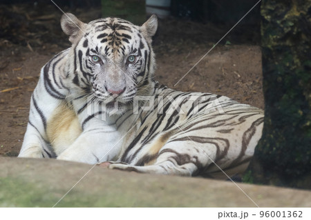 Close up white tiger is sit down and rest on floor 96001362