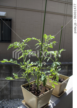 ベランダで育てるミニトマトの葉 96001477