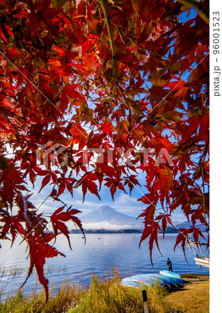 紅葉の河口湖の聳える富士山 紅葉の河口湖の聳える富士山 96001523