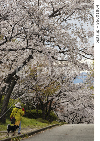 犬の散歩と桜の鑑賞しながら歩く主婦の春風景 犬の散歩と桜の鑑賞しながら歩く主婦の春風景 96001804