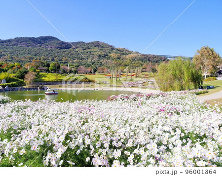 国営明石海峡公園 コスモス 96001864