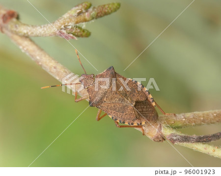 Detailed Closeup on the brown Dock leaf bug, Arma custos eating a caterpillar 96001923