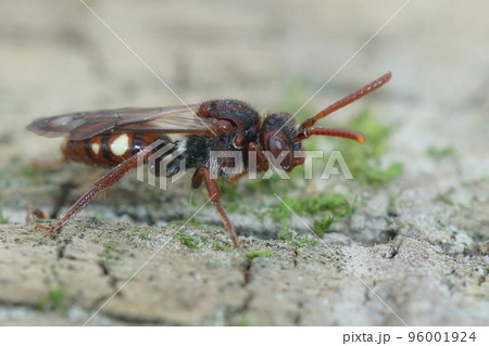 Closeup of a female of the the Large Bear-clawed Nomad Bee, Nomada albogutata on wood Closeup of a female of the the Large Bear-clawed Nomad Bee, Nomada albogutata on wood 96001924