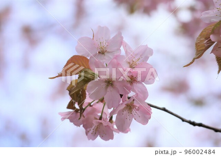 桜の花【北海道札幌市】 96002484