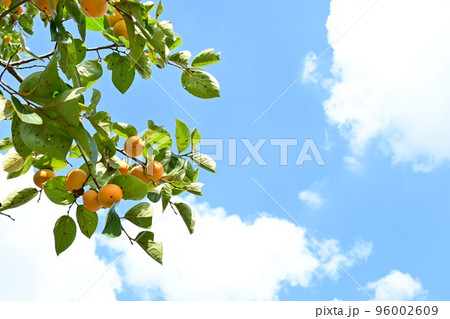 収穫前の柿の実と晴天の空模様 96002609