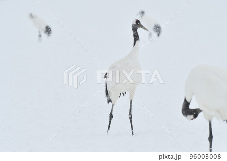 タンチョウ、吹雪、釧路、北海道 タンチョウ、吹雪、釧路、北海道 96003008