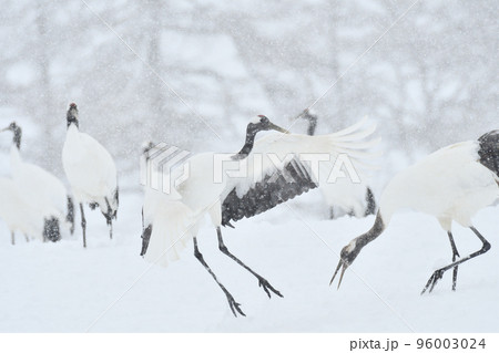 タンチョウ、吹雪、釧路、北海道 タンチョウ、吹雪、釧路、北海道 96003024