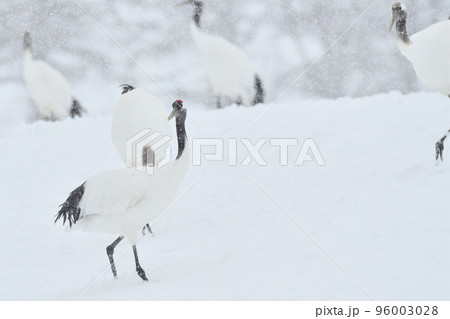 タンチョウ、吹雪、釧路、北海道 タンチョウ、吹雪、釧路、北海道 96003028