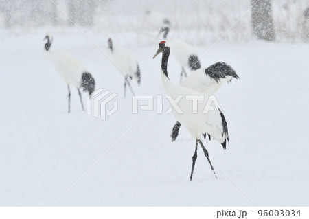 タンチョウ、吹雪、釧路、北海道 タンチョウ、吹雪、釧路、北海道 96003034
