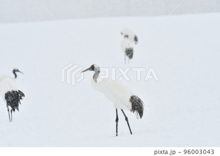 タンチョウ、吹雪、釧路、北海道 96003043