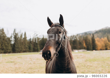 Portrait of brown horse in a autumn field. Wild happy black horse at the nature 96003226