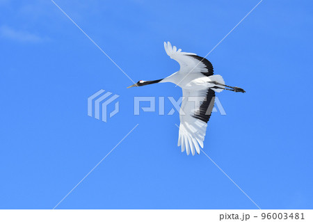 タンチョウ、快晴、釧路、北海道 96003481