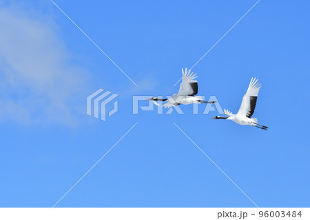 タンチョウ、快晴、釧路、北海道 96003484