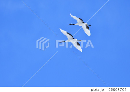 タンチョウ、快晴、釧路、北海道 96003705