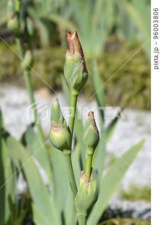 Tall bearded iris Far Corners 96003806