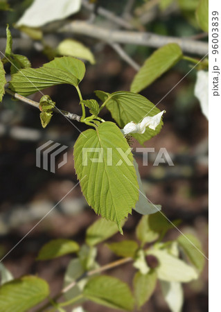 Handkerchief tree Handkerchief tree 96003839