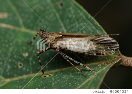 ツマグロスケバ　 96004034