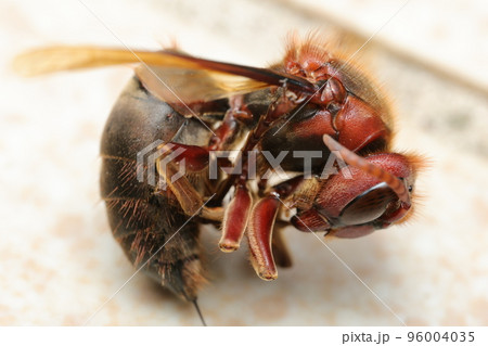 チャイロスズメバチの死骸 チャイロスズメバチの死骸 96004035