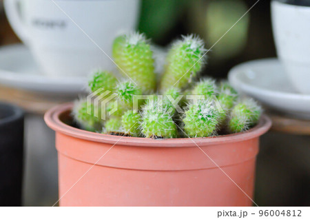 cactus or succulent in the flower pot 96004812