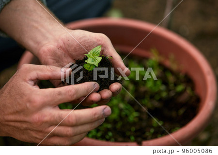 A male farmer holds a tree seedling in his hand to plant in the vegetable plot. Seedling plant sprout in soil. Concept agriculture farming 96005086